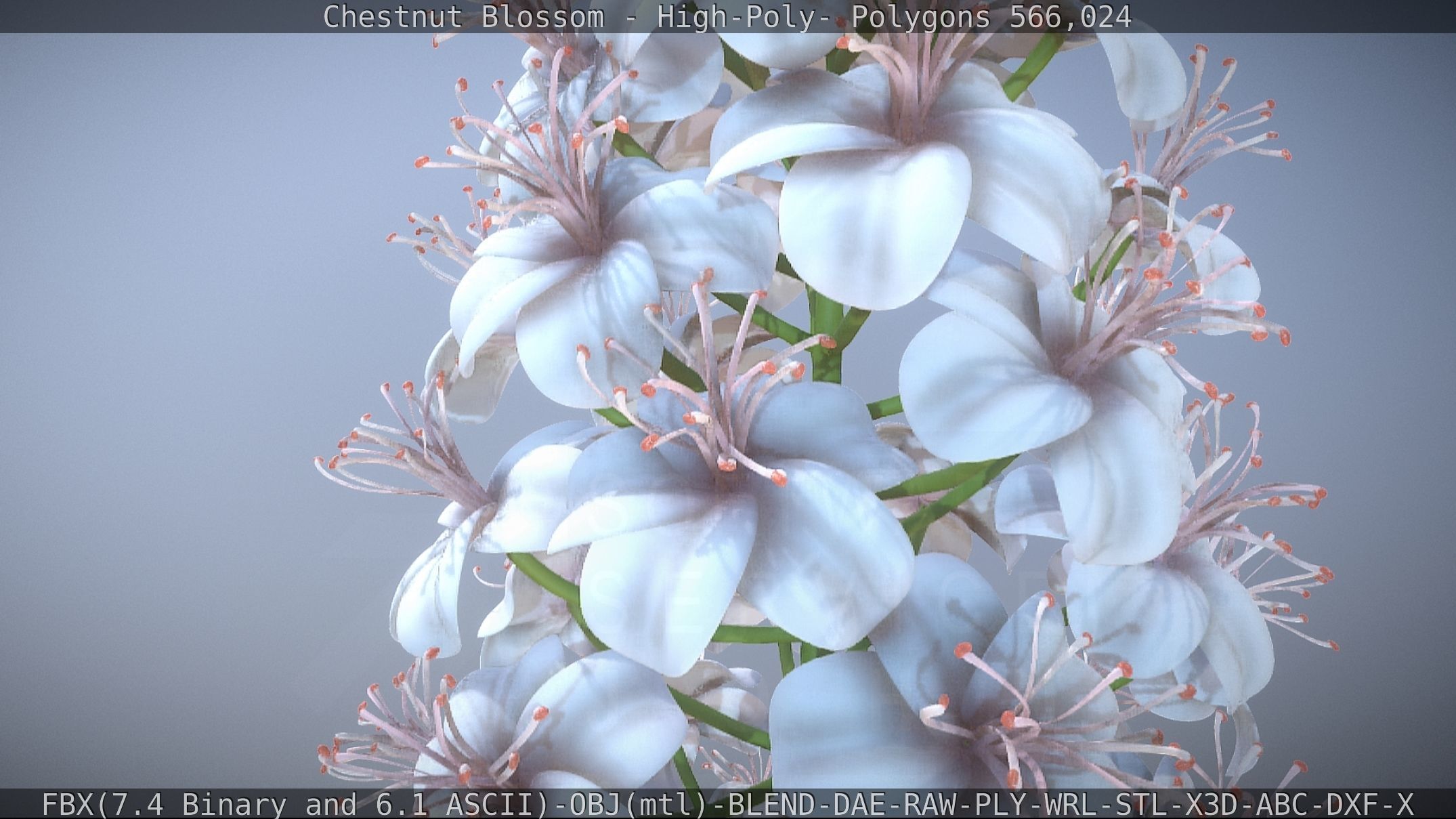 Chestnut Blossom High-Poly 3D model_64