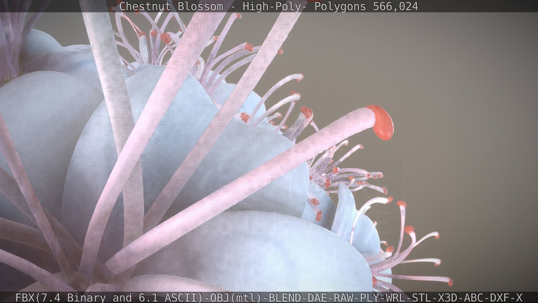 Chestnut Blossom High-Poly 3D model_52