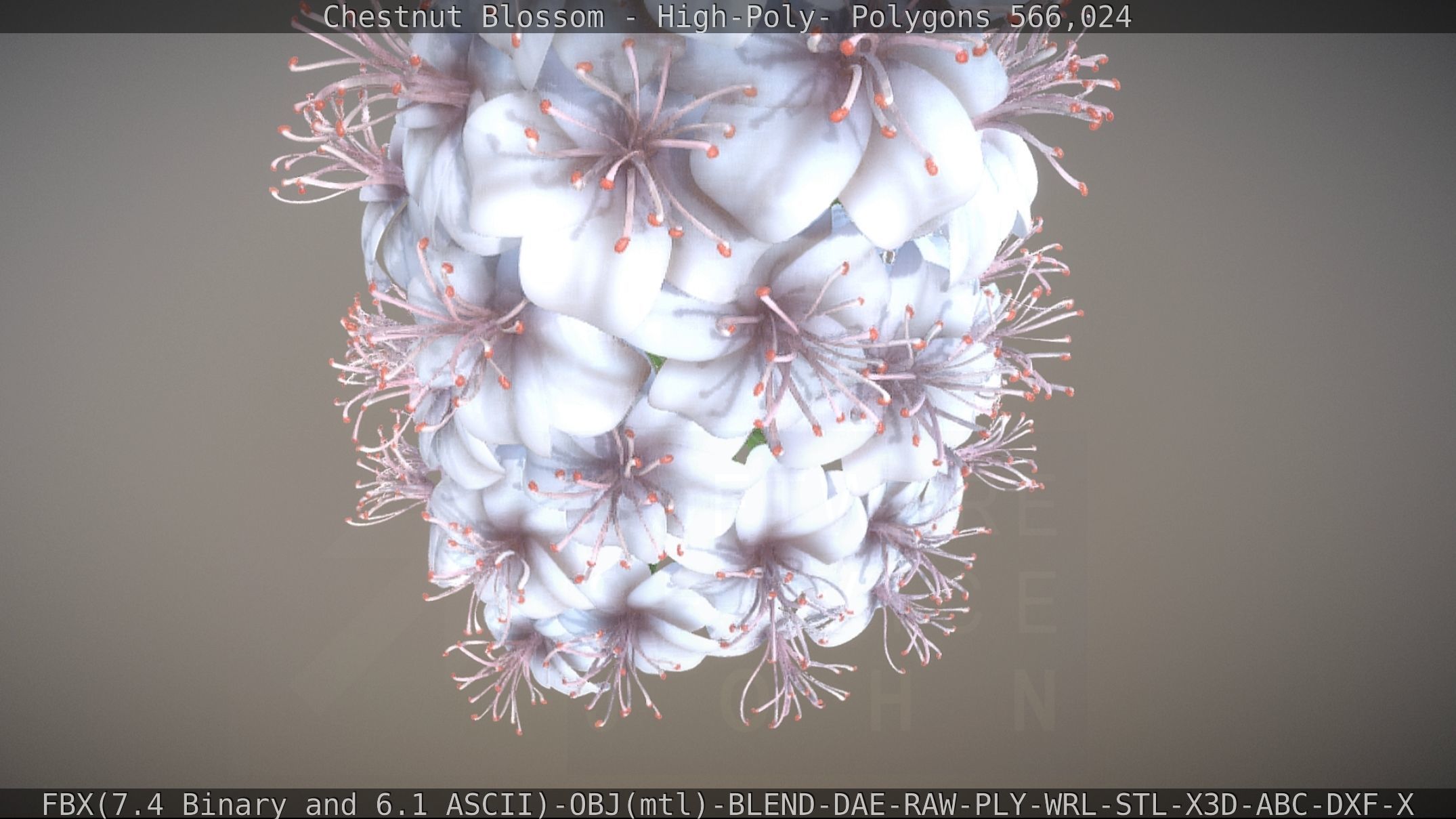 Chestnut Blossom High-Poly 3D model_43
