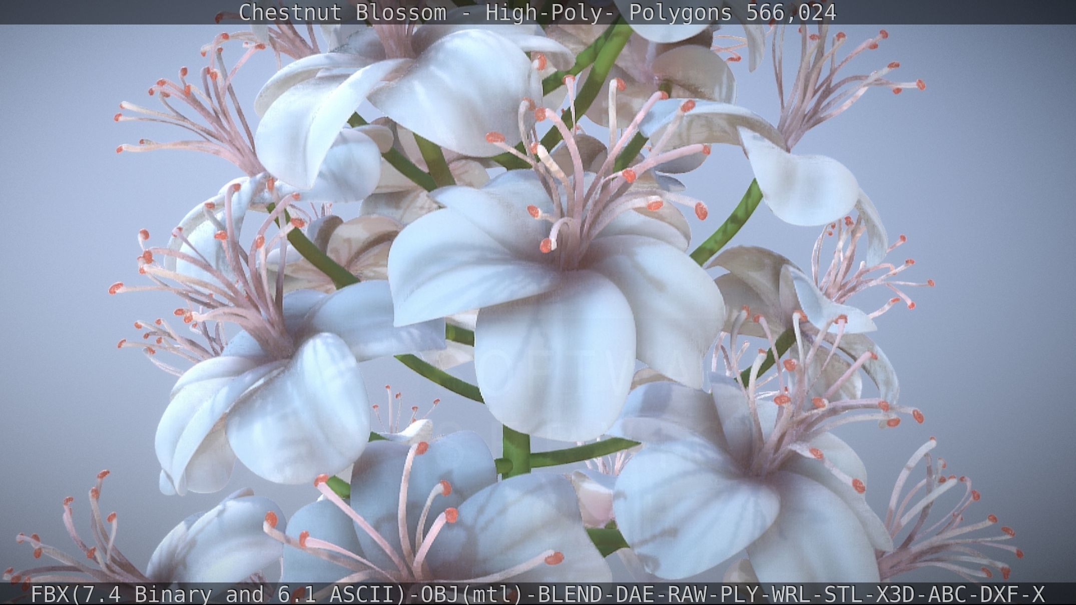 Chestnut Blossom High-Poly 3D model_39