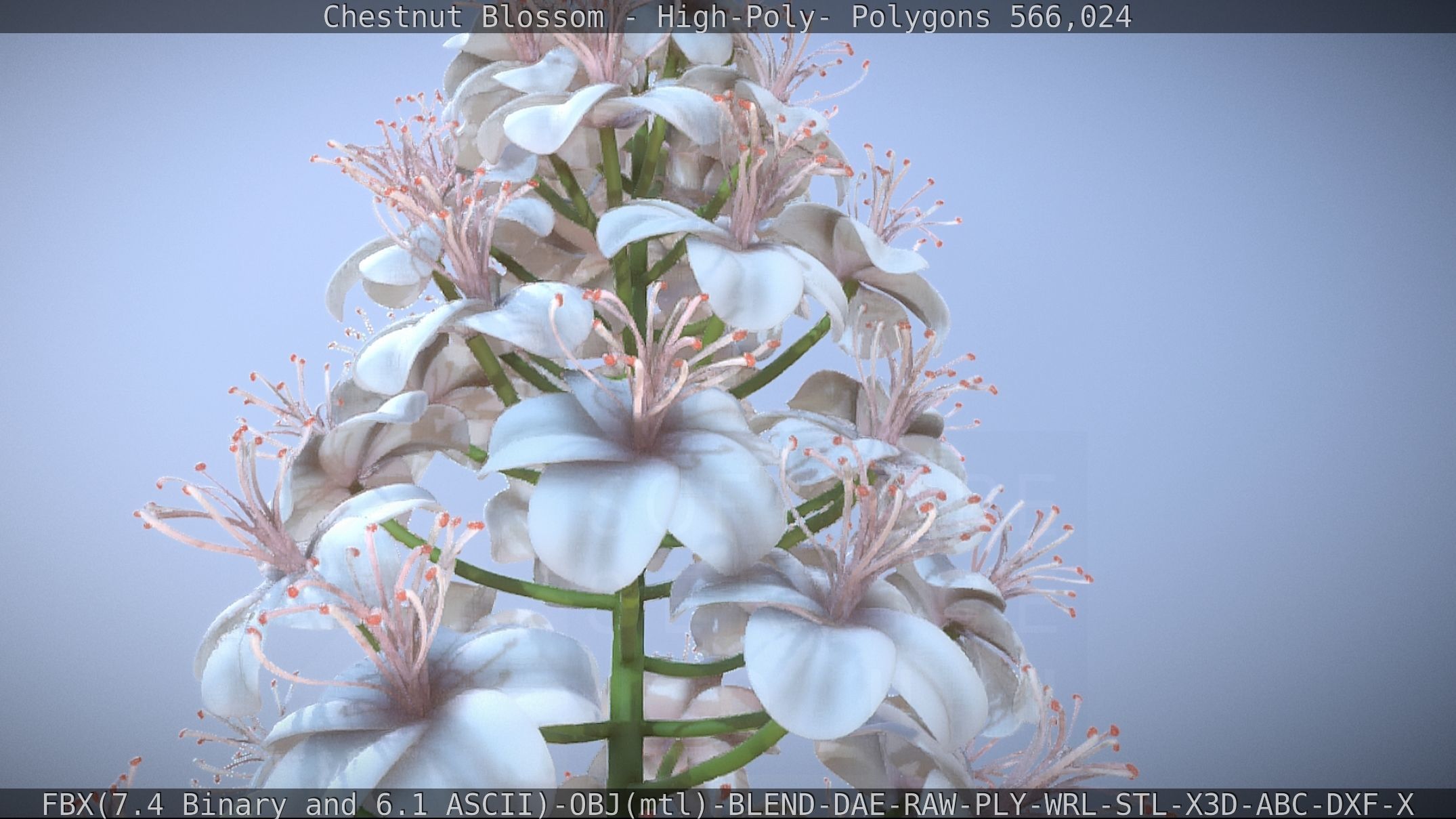 Chestnut Blossom High-Poly 3D model_63