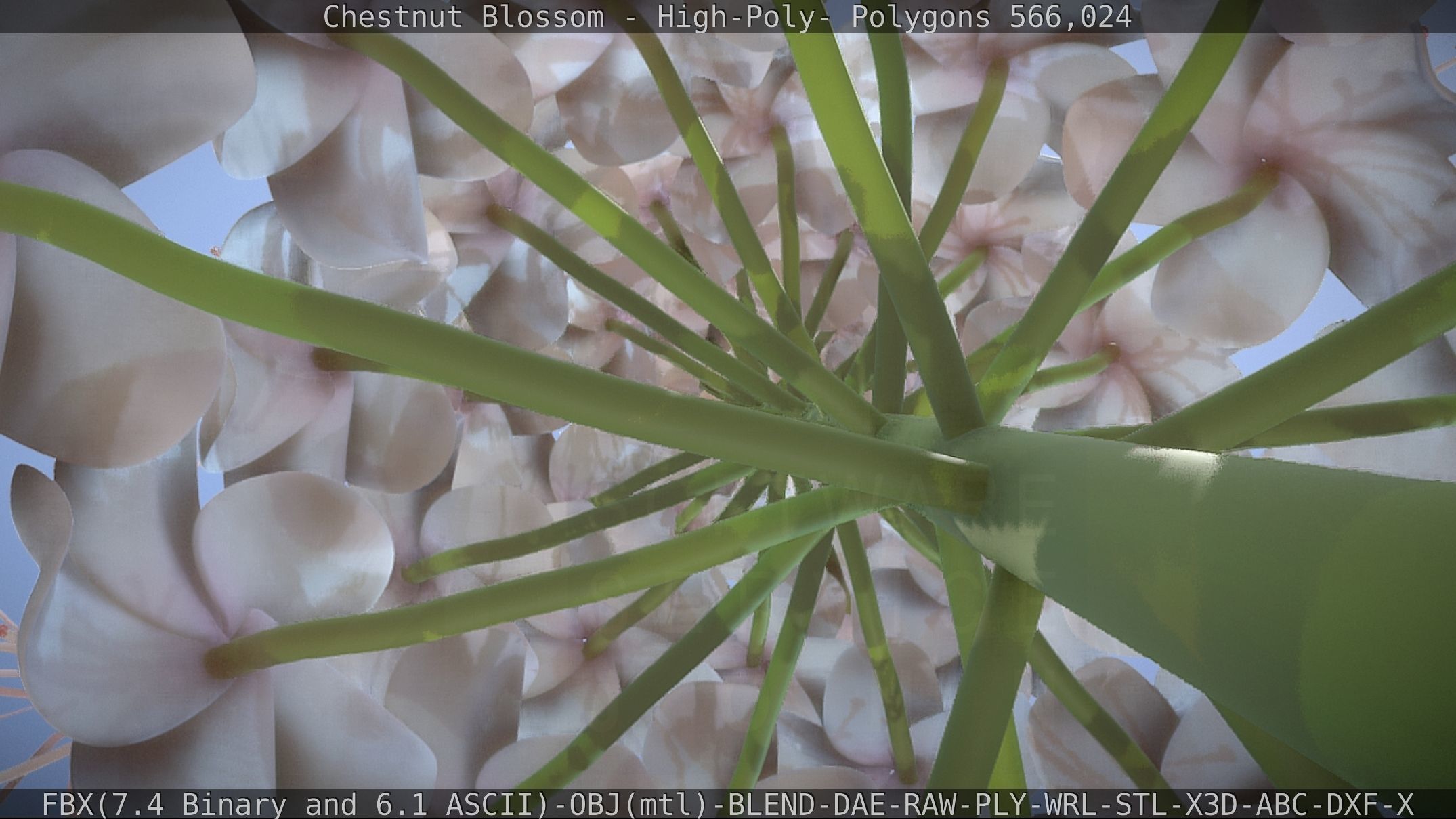 Chestnut Blossom High-Poly 3D model_34