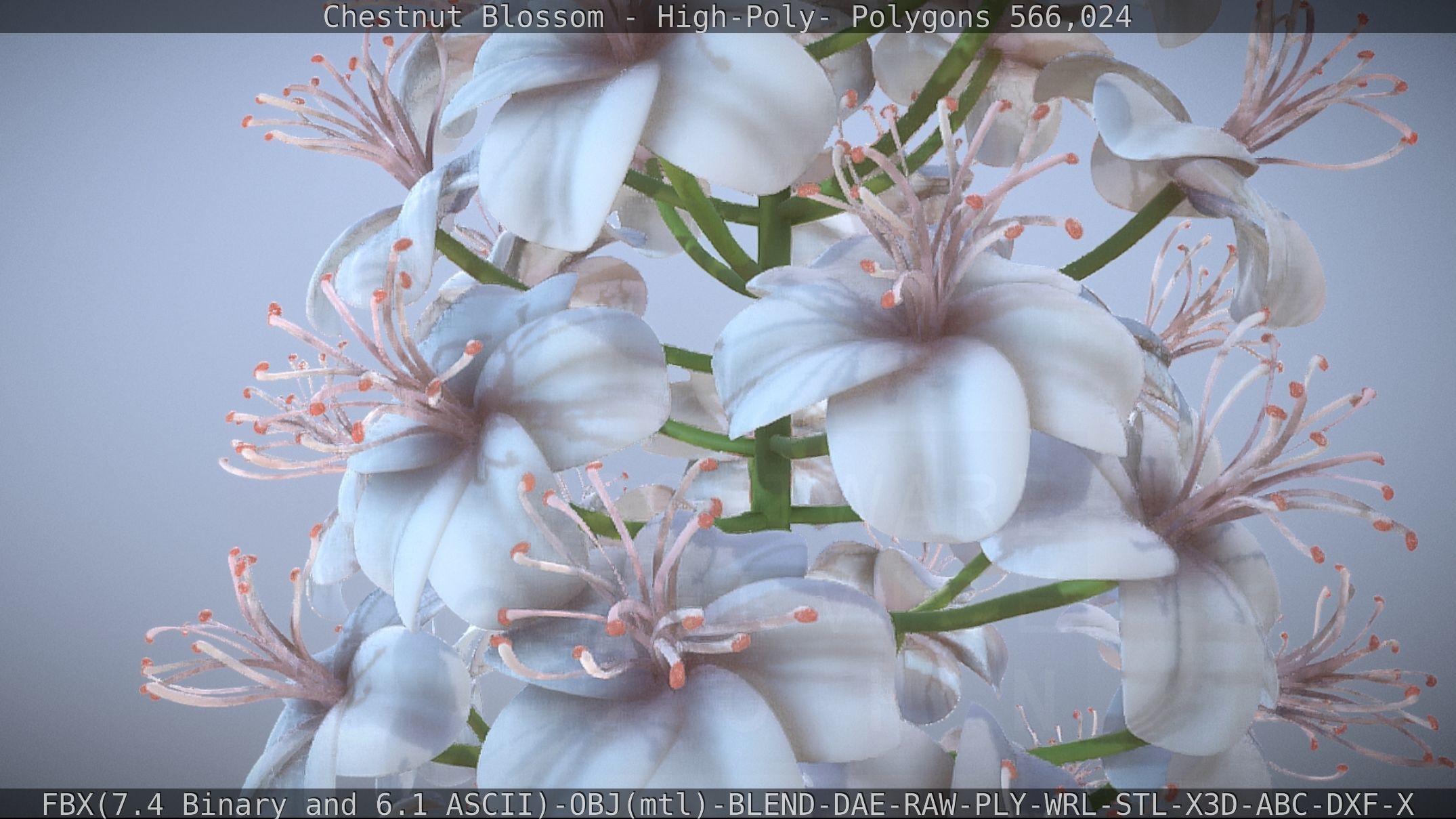 Chestnut Blossom High-Poly 3D model_57
