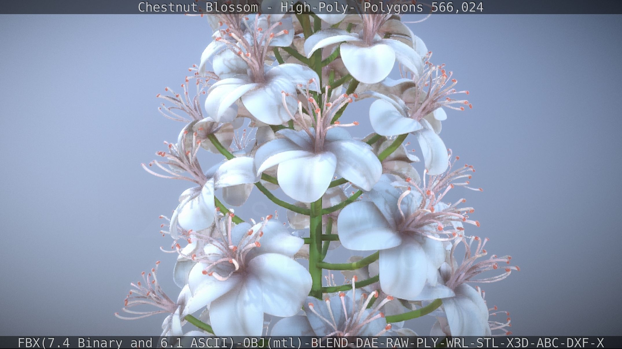 Chestnut Blossom High-Poly 3D model_65