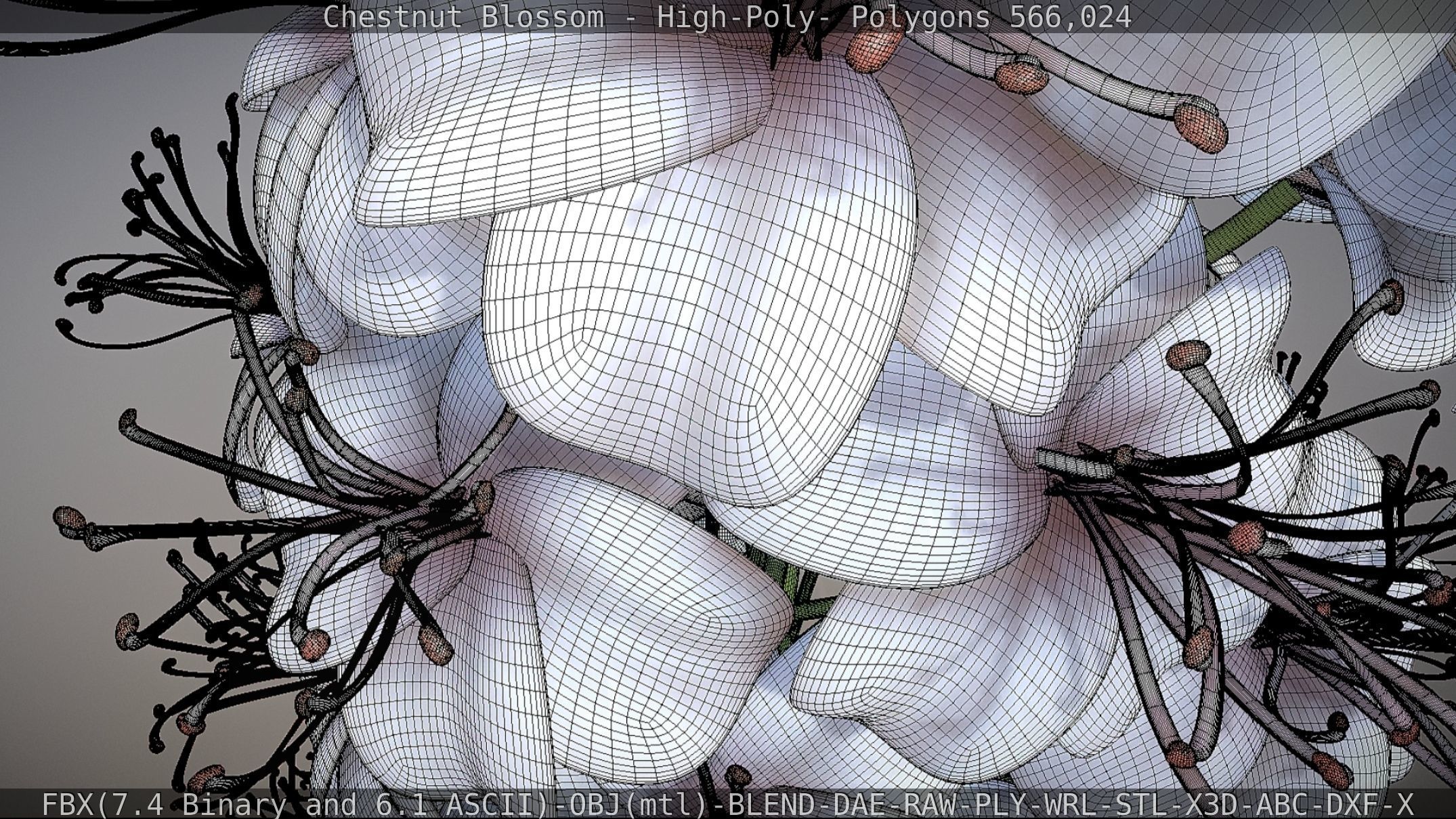 Chestnut Blossom High-Poly 3D model_80