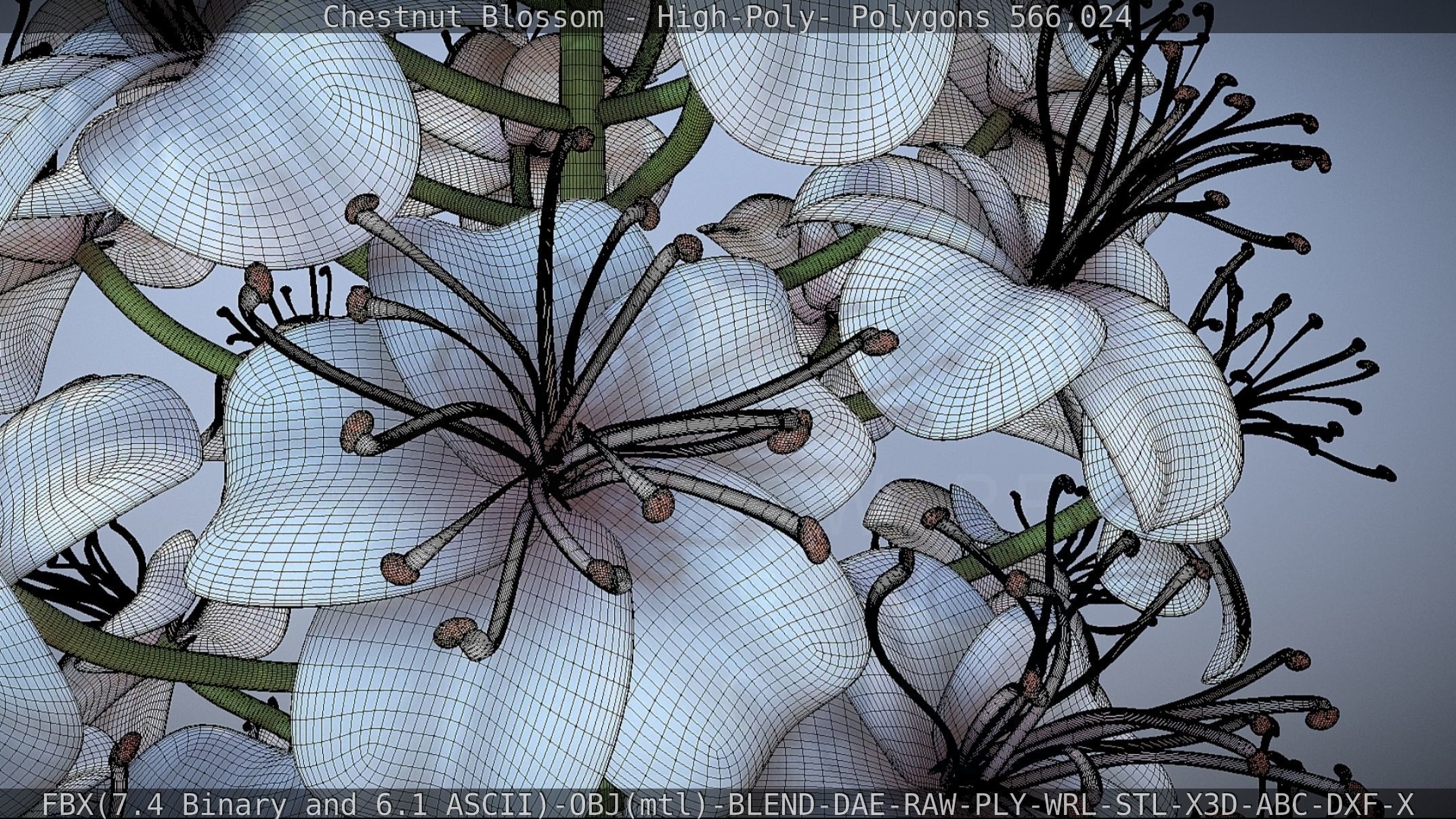 Chestnut Blossom High-Poly 3D model_67