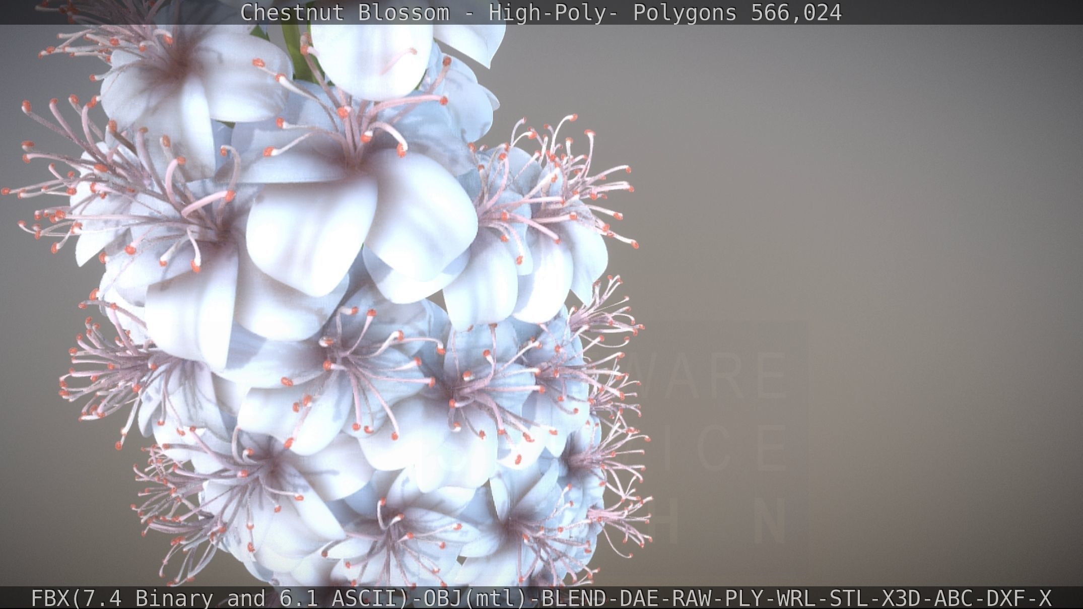 Chestnut Blossom High-Poly 3D model_51