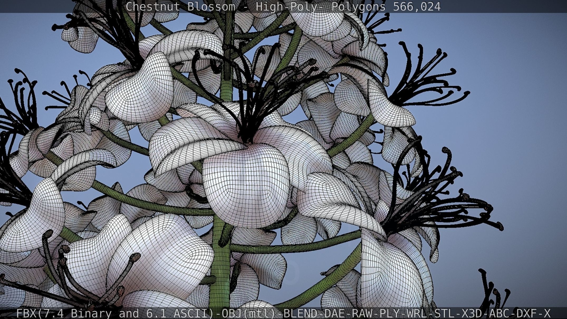Chestnut Blossom High-Poly 3D model_14