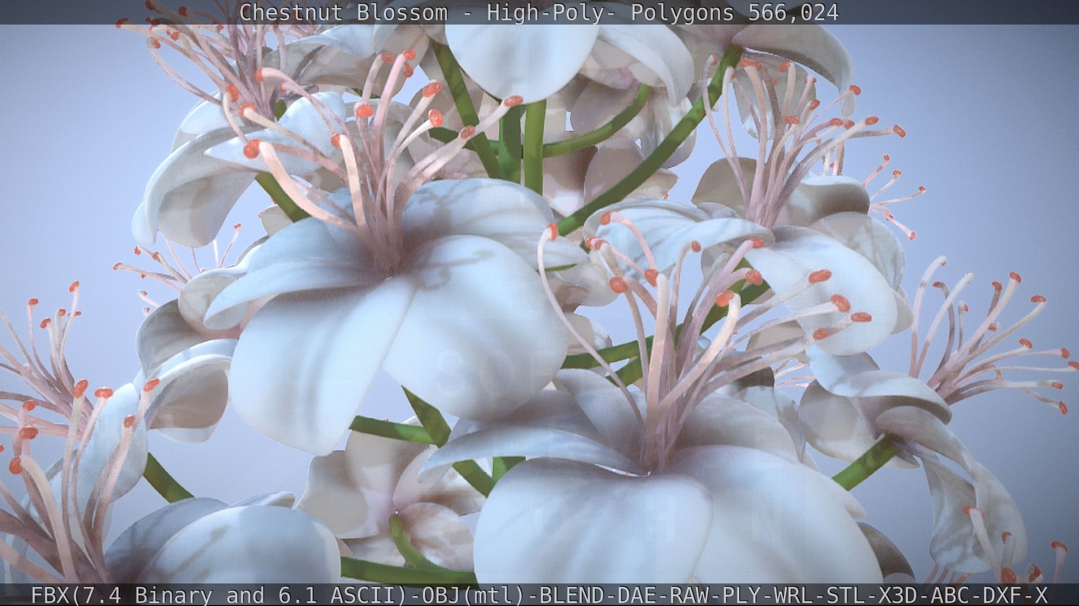 Chestnut Blossom High-Poly 3D model_38