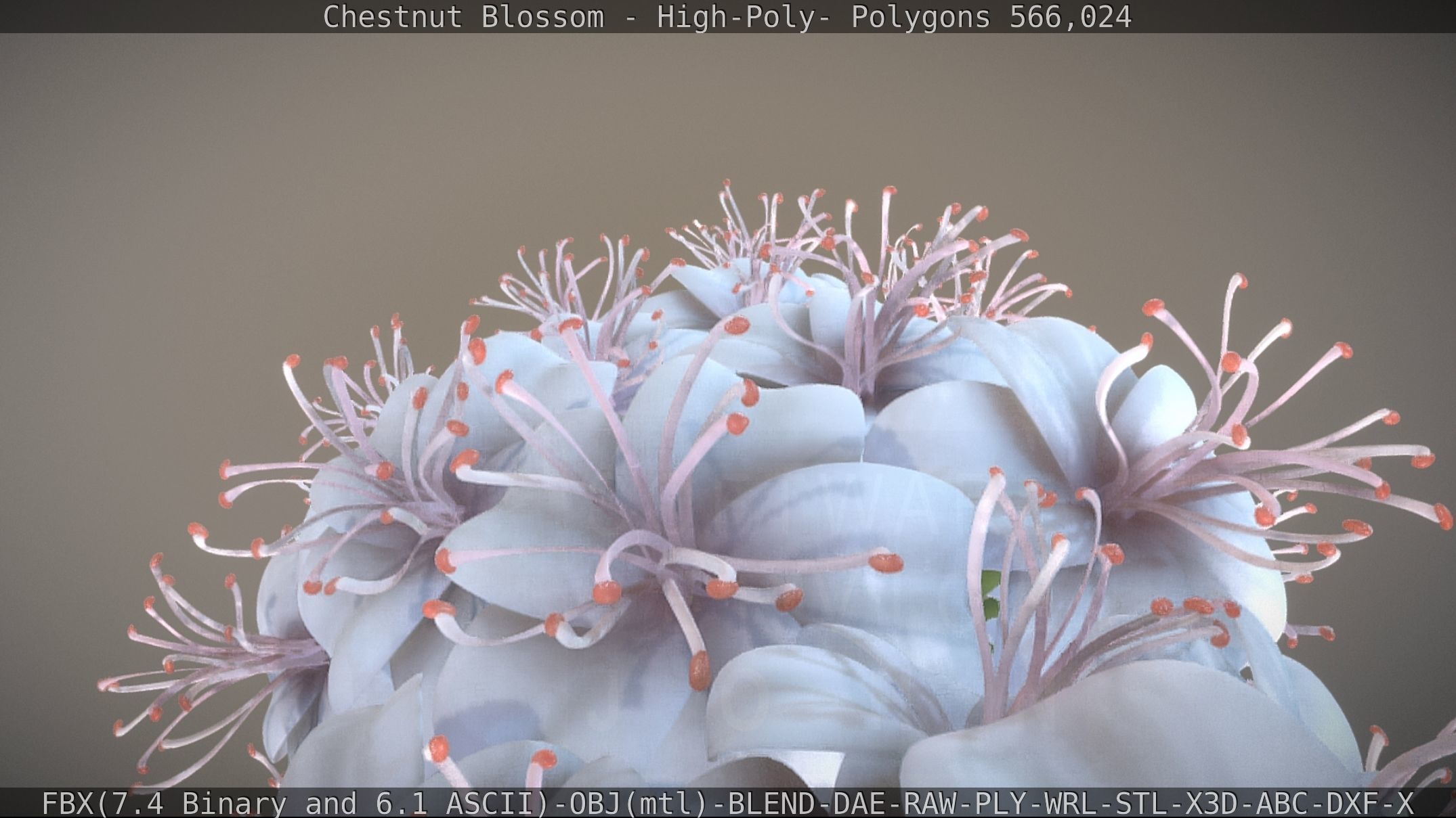Chestnut Blossom High-Poly 3D model_45