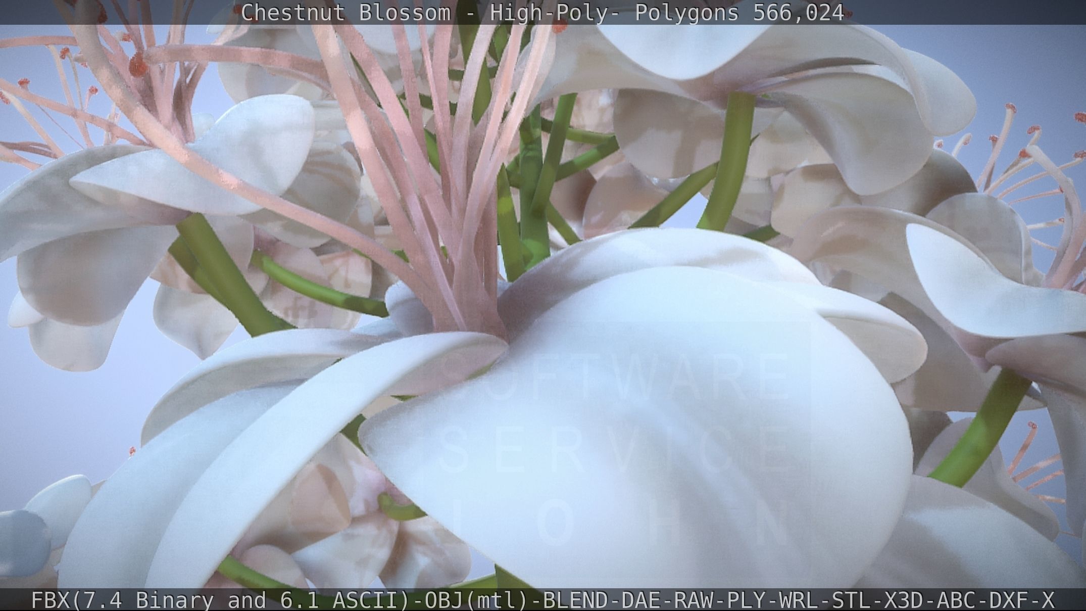 Chestnut Blossom High-Poly 3D model_10