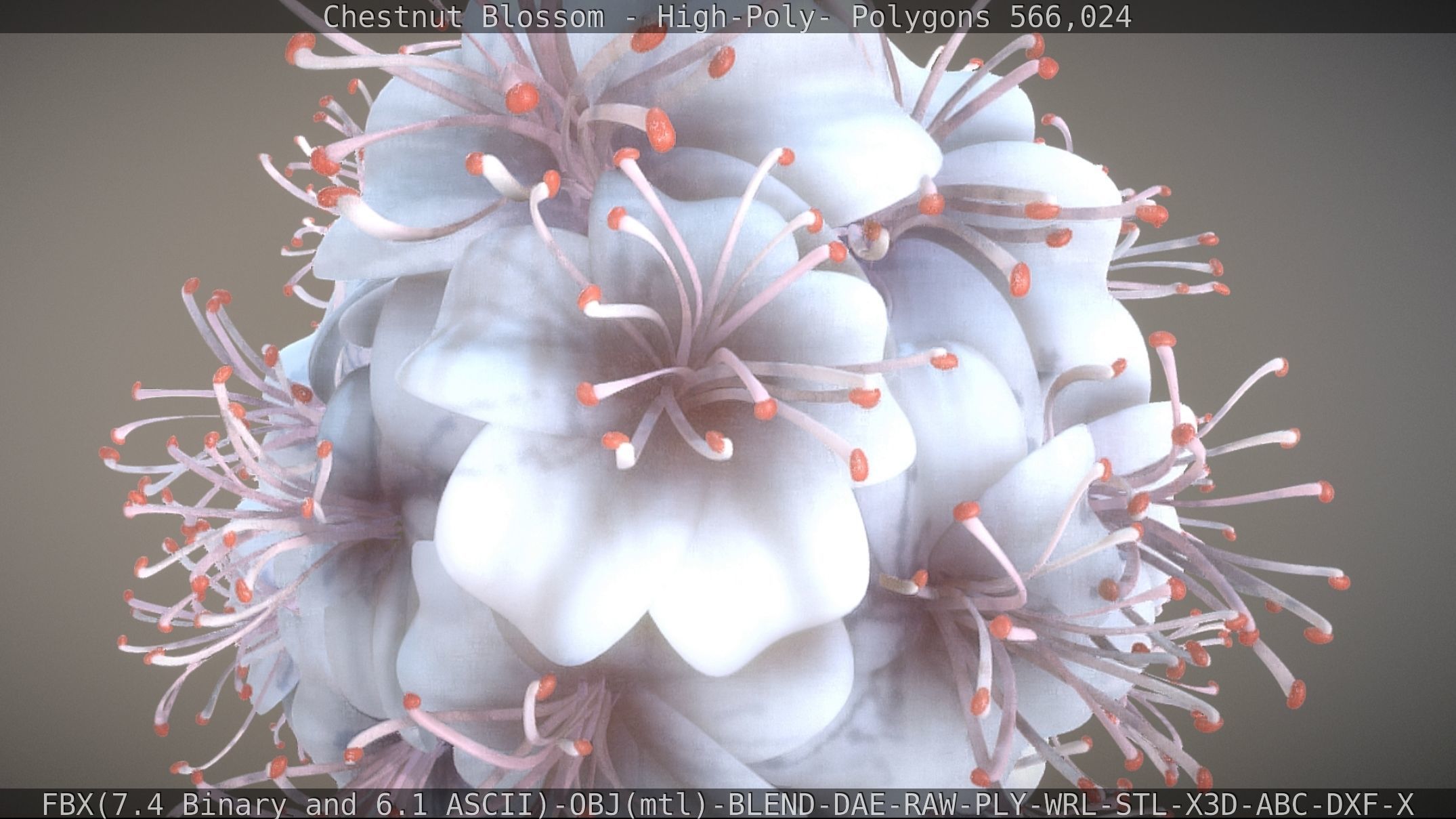 Chestnut Blossom High-Poly 3D model_31