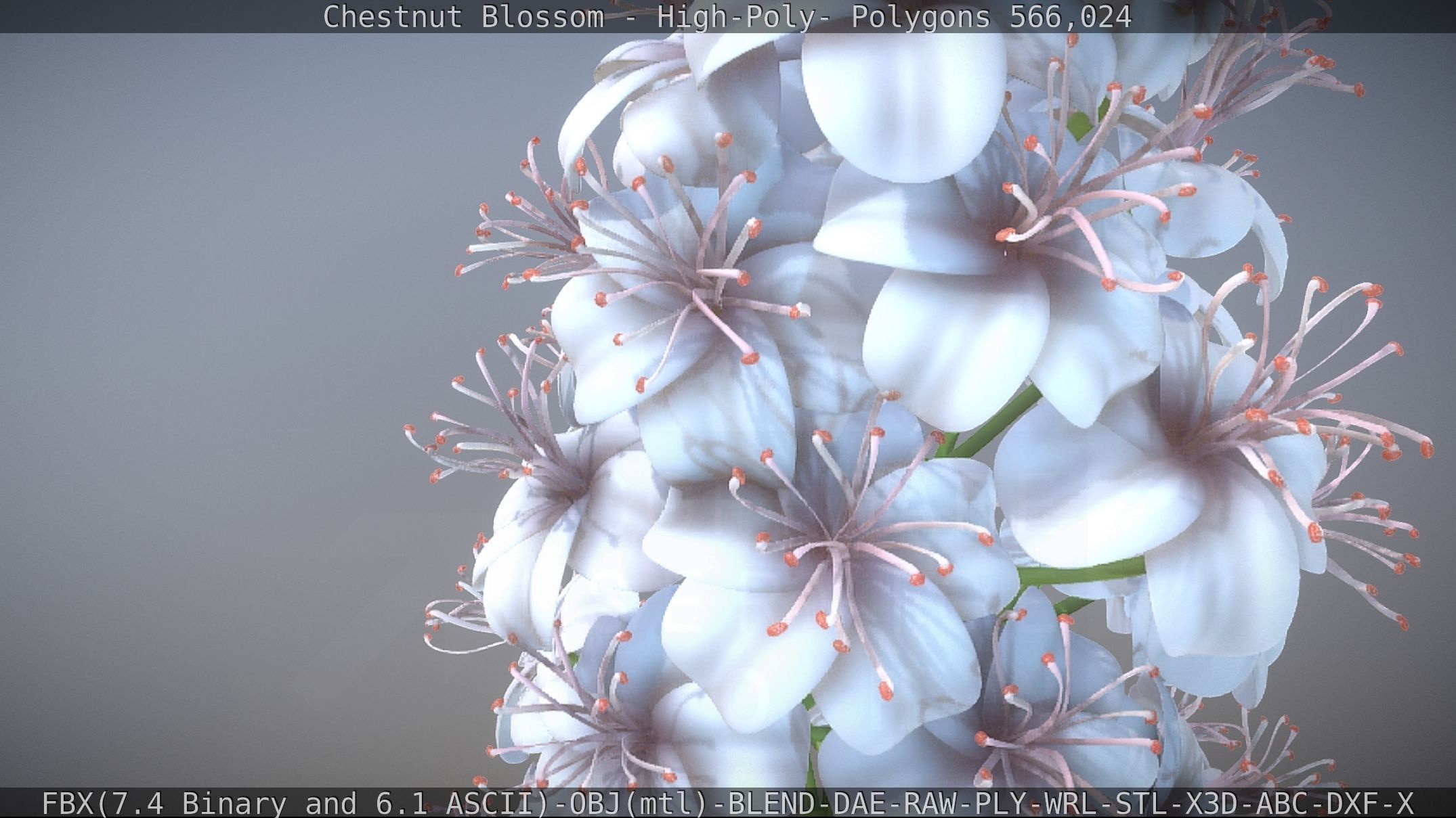 Chestnut Blossom High-Poly 3D model_40