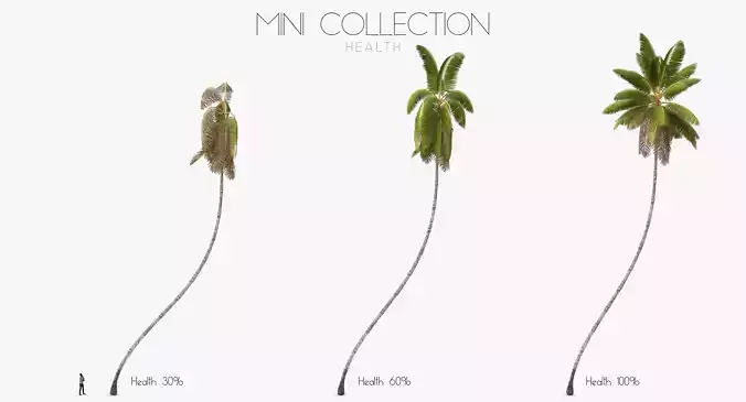 Cocos Nucifera 3698 - Health Collection Low-poly 3D model