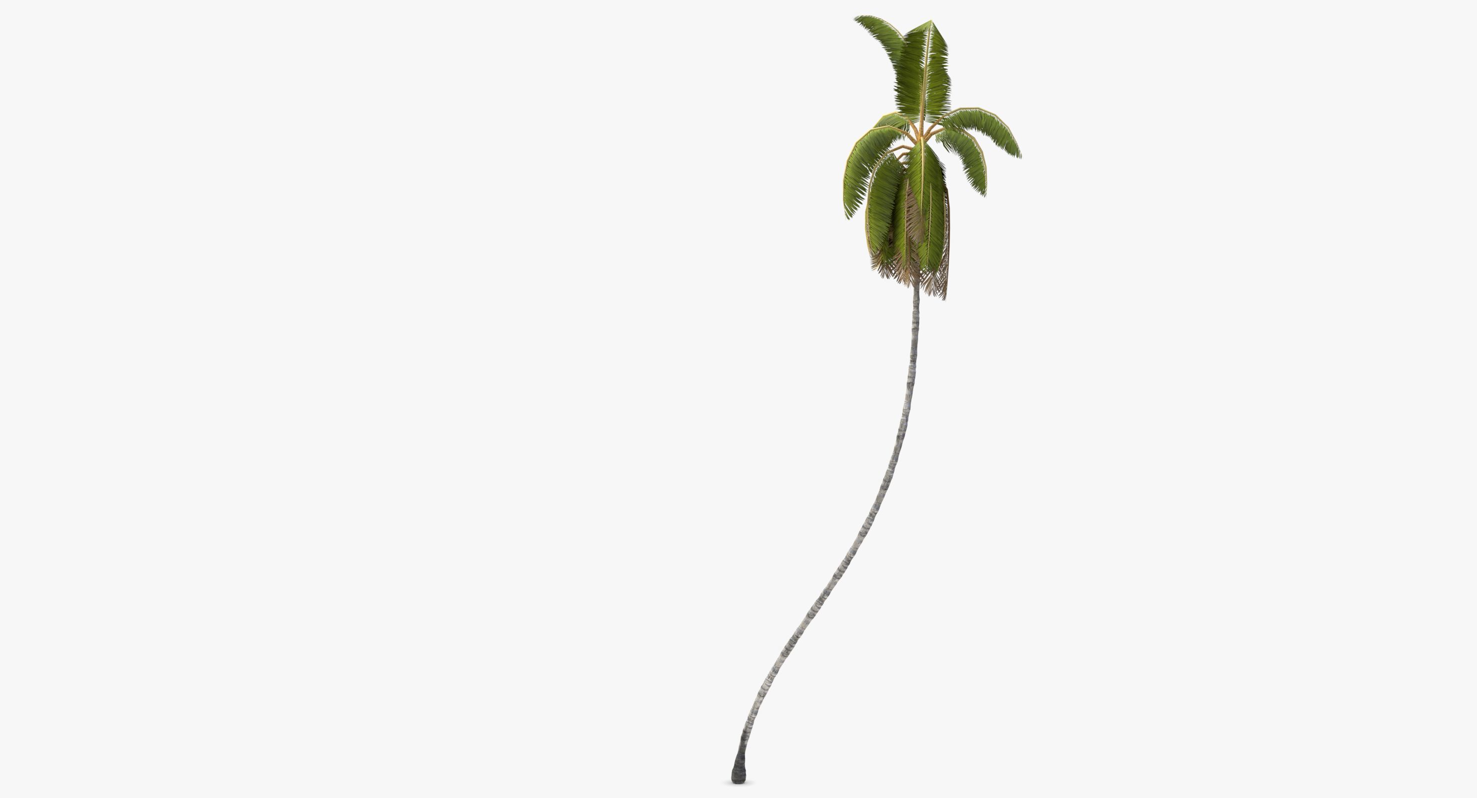 Cocos Nucifera 3698 - Health Collection Low-poly 3D model_11