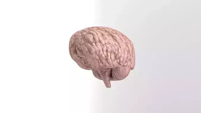Low-Poly Brain Model human