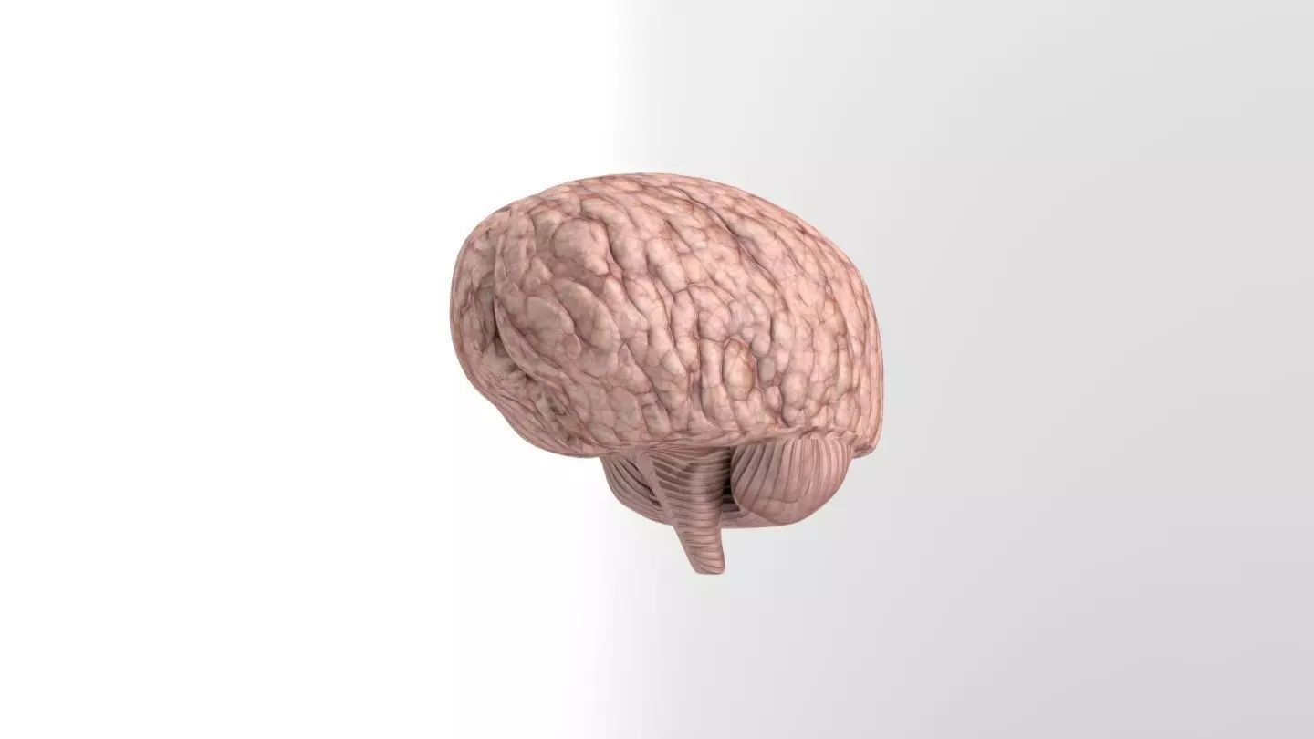 Low-Poly Brain Model human Low-poly 3D model