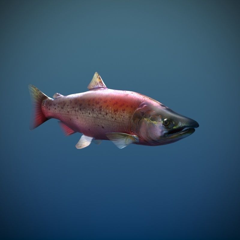 Salmon Plus Animation  Low-poly 3D model_12
