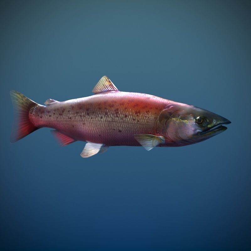 Salmon Plus Animation  Low-poly 3D model_13