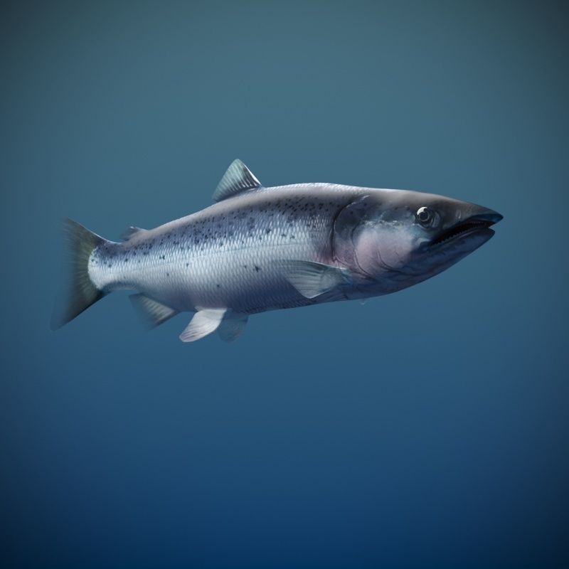 Salmon Plus Animation  Low-poly 3D model_15