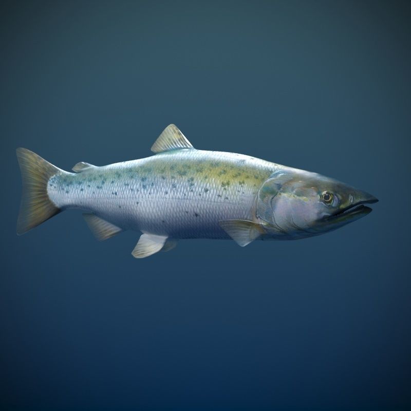 Salmon Plus Animation  Low-poly 3D model_14