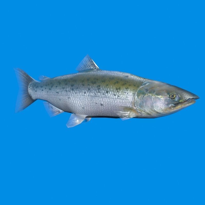 Salmon Plus Animation  Low-poly 3D model_18