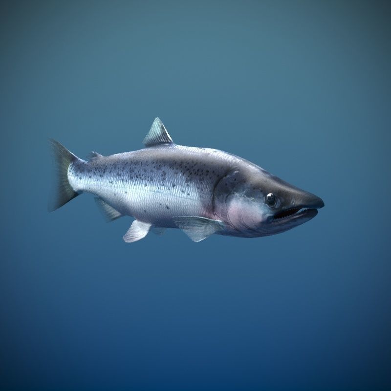 Salmon Plus Animation  Low-poly 3D model_11