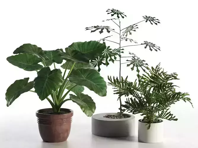 Plants in Pots