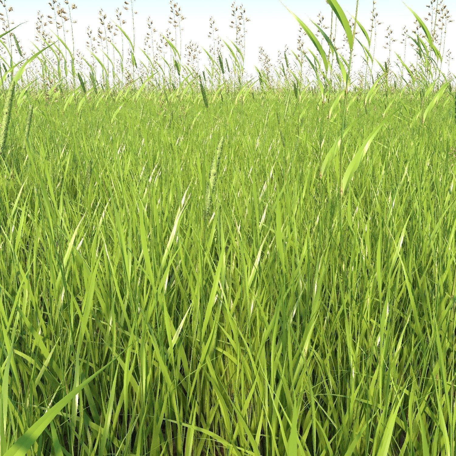 Grass001 Low-poly 3D model_2