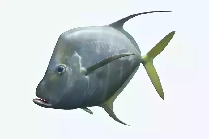 Selene Fish 3D model
