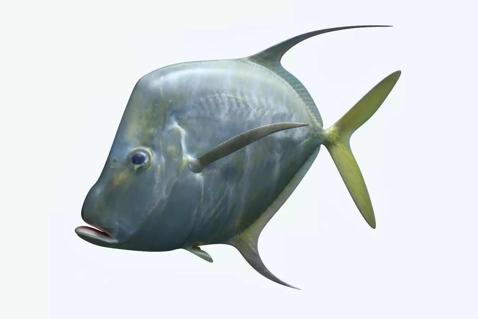 Selene Fish 3D model_0