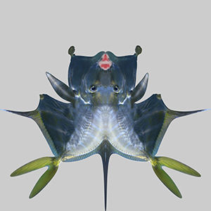 Selene Fish 3D model_9