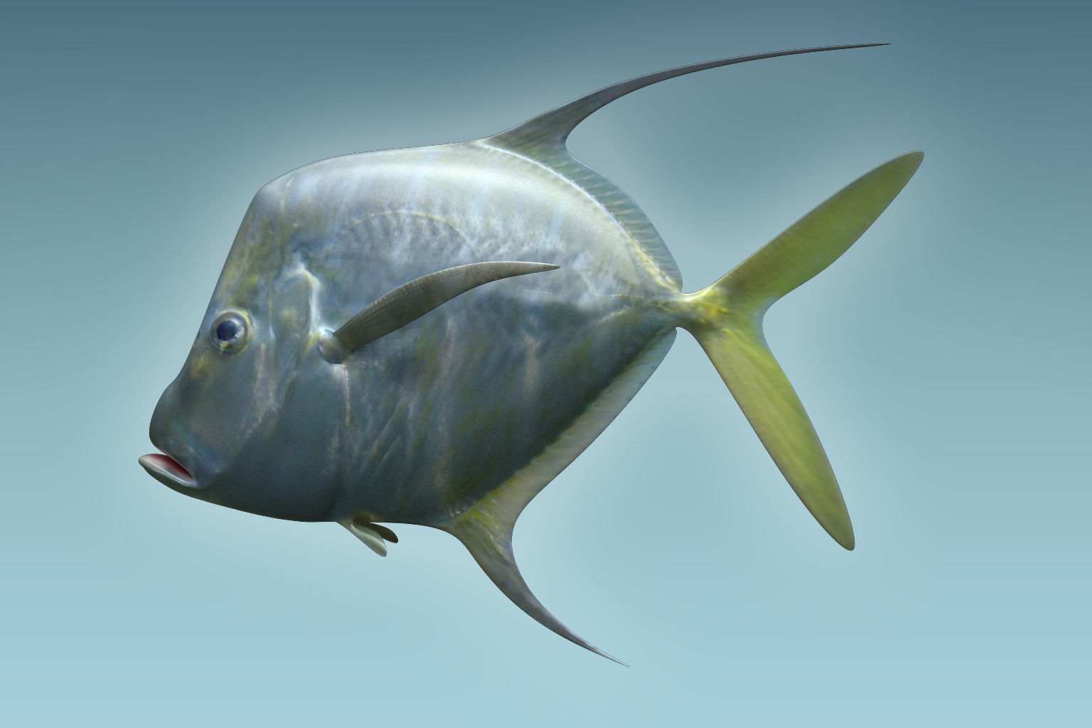 Selene Fish 3D model_5