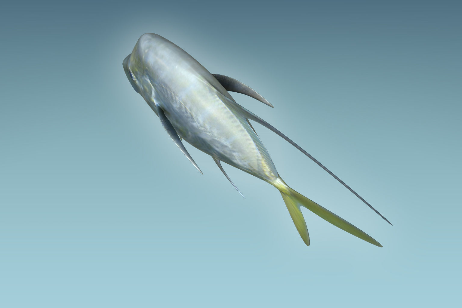 Selene Fish 3D model_1