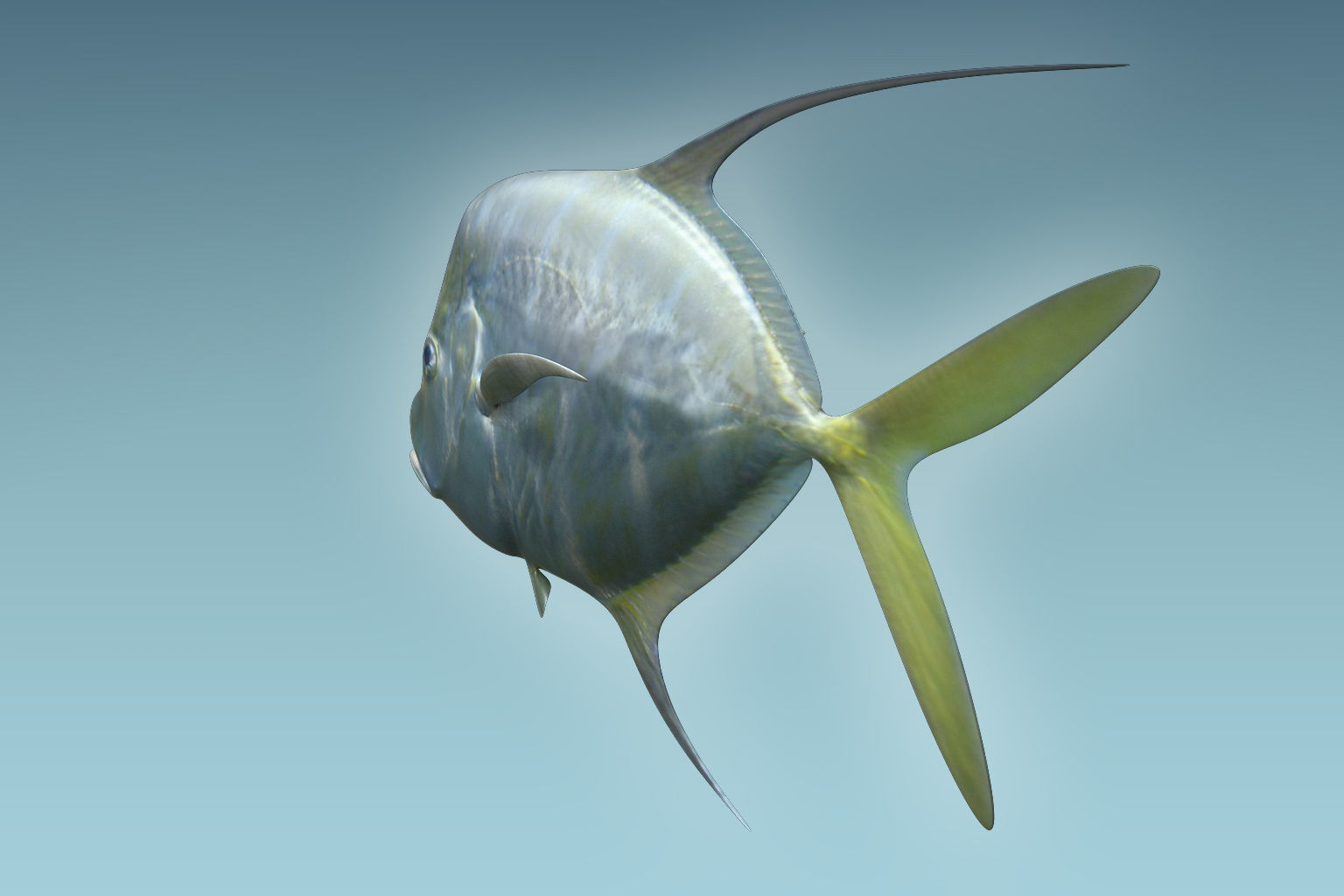 Selene Fish 3D model_4