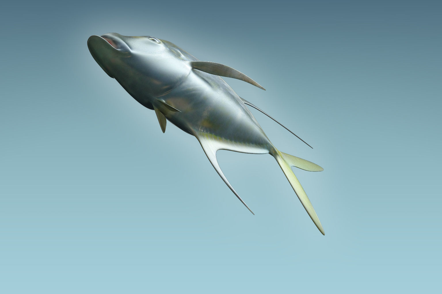 Selene Fish 3D model_3