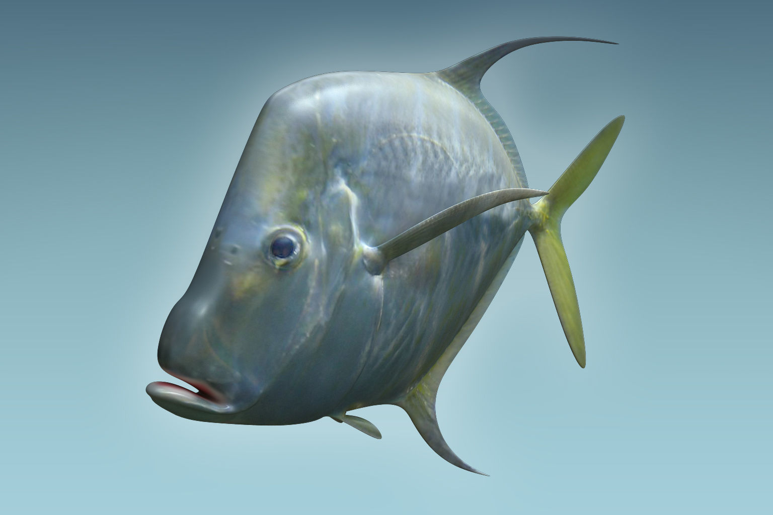 Selene Fish 3D model_6