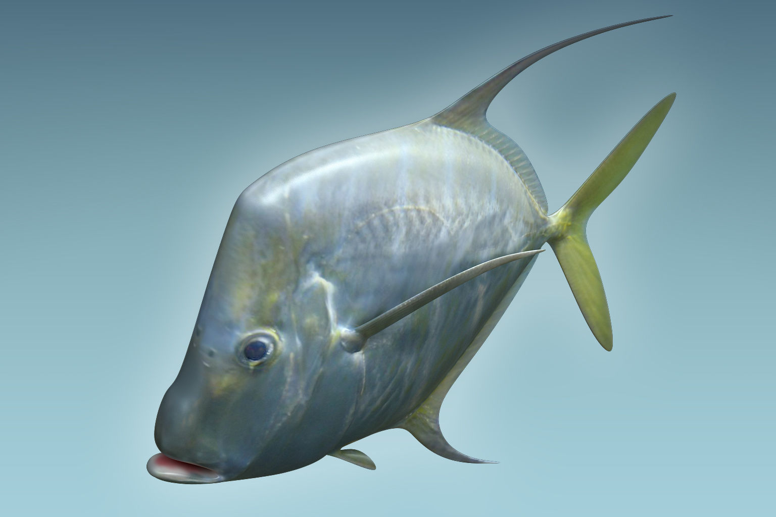 Selene Fish 3D model_2