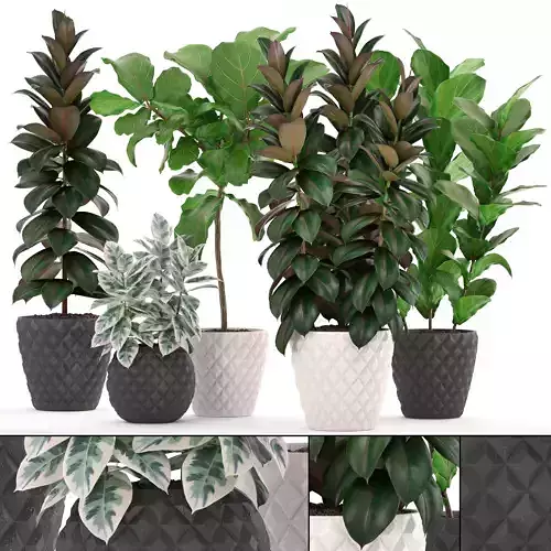 Ficus trees set