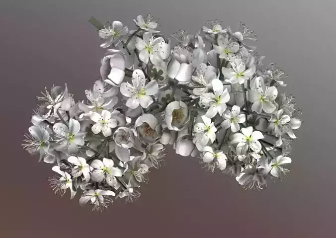 Rowan Blossom Low-Poly Low-poly 3D model