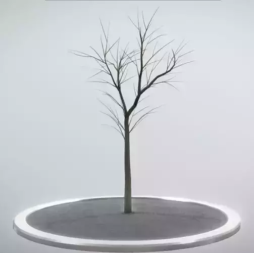 Rowan Tree - Sorbus-Aucuparia - 4m - Winter