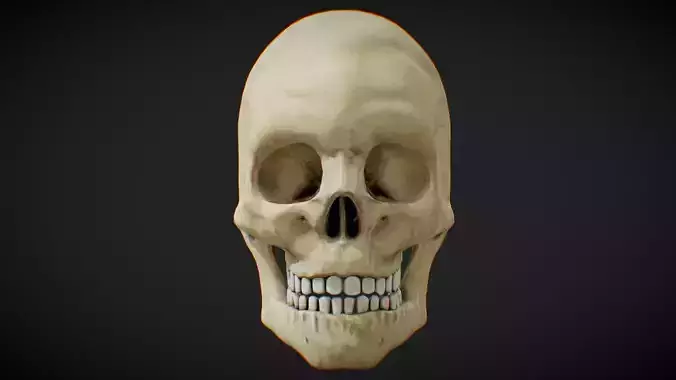 Low Poly PBR Anatomical Human Male Skull 
