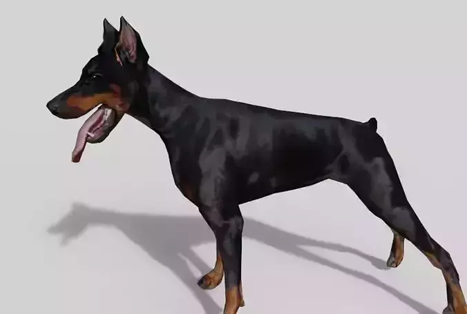 Doberman dog Low-poly 3D model