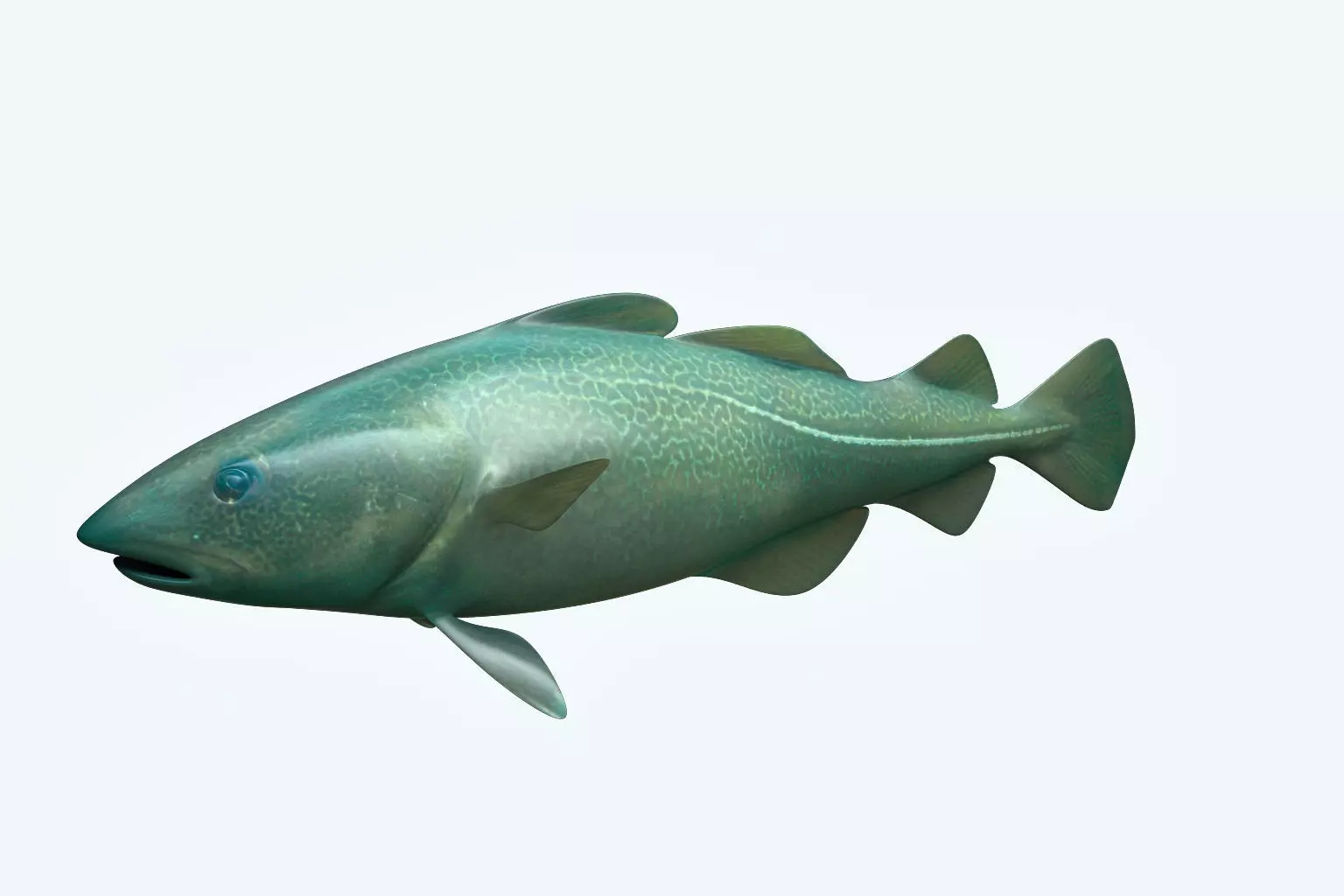 Cat Fish 3D model
