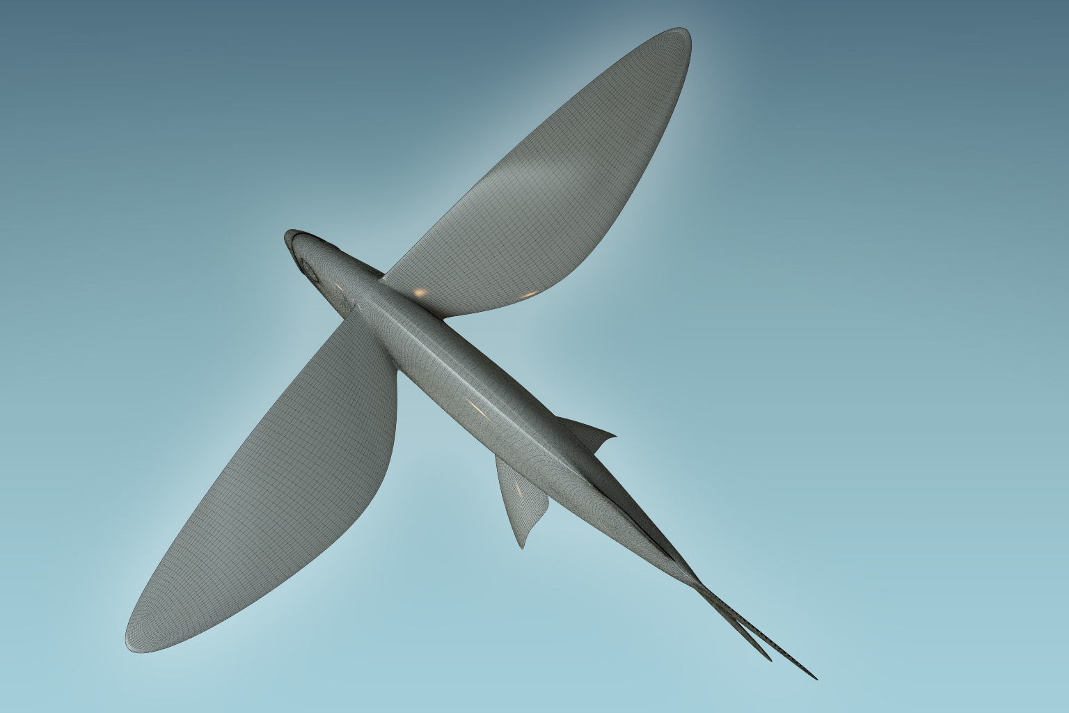 Atlantic Flying Fish 3D model_8