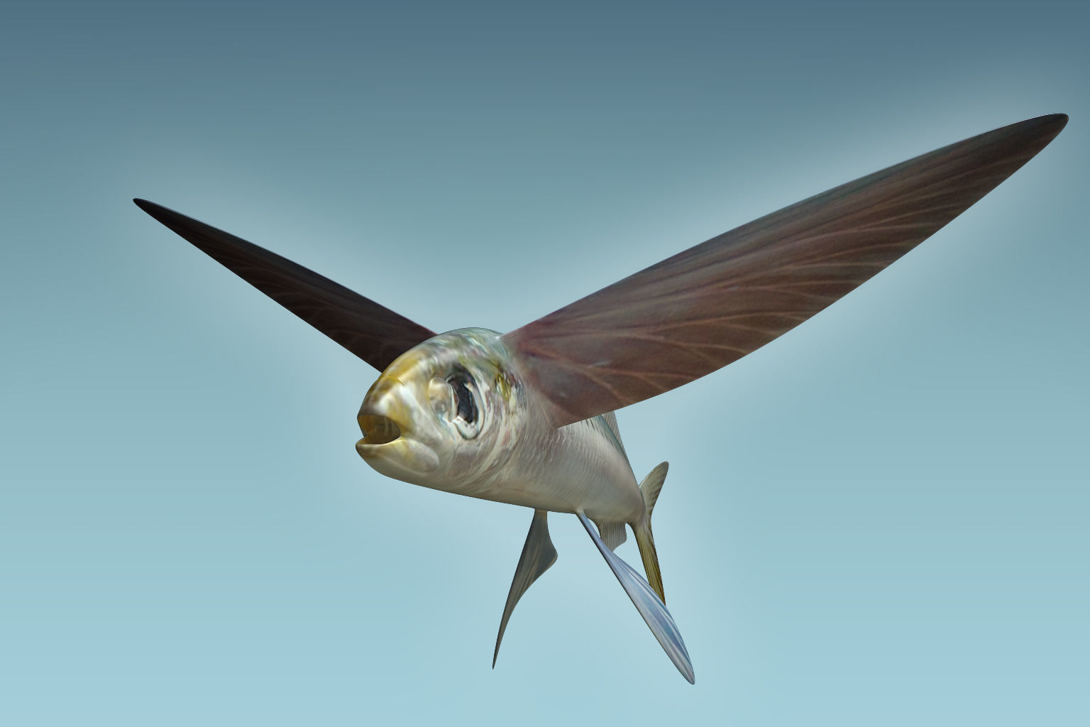 Atlantic Flying Fish 3D model_4