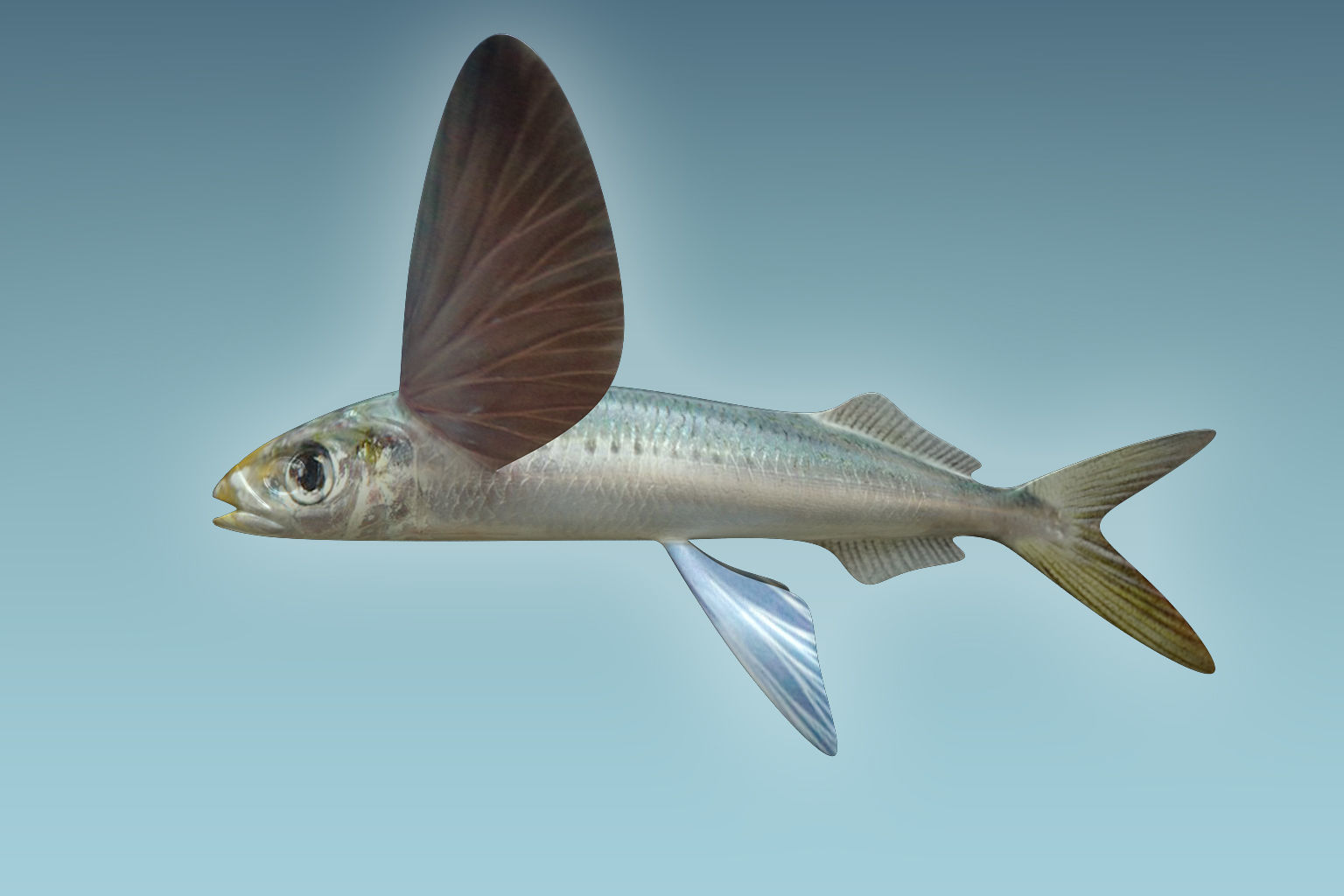 Atlantic Flying Fish 3D model_1