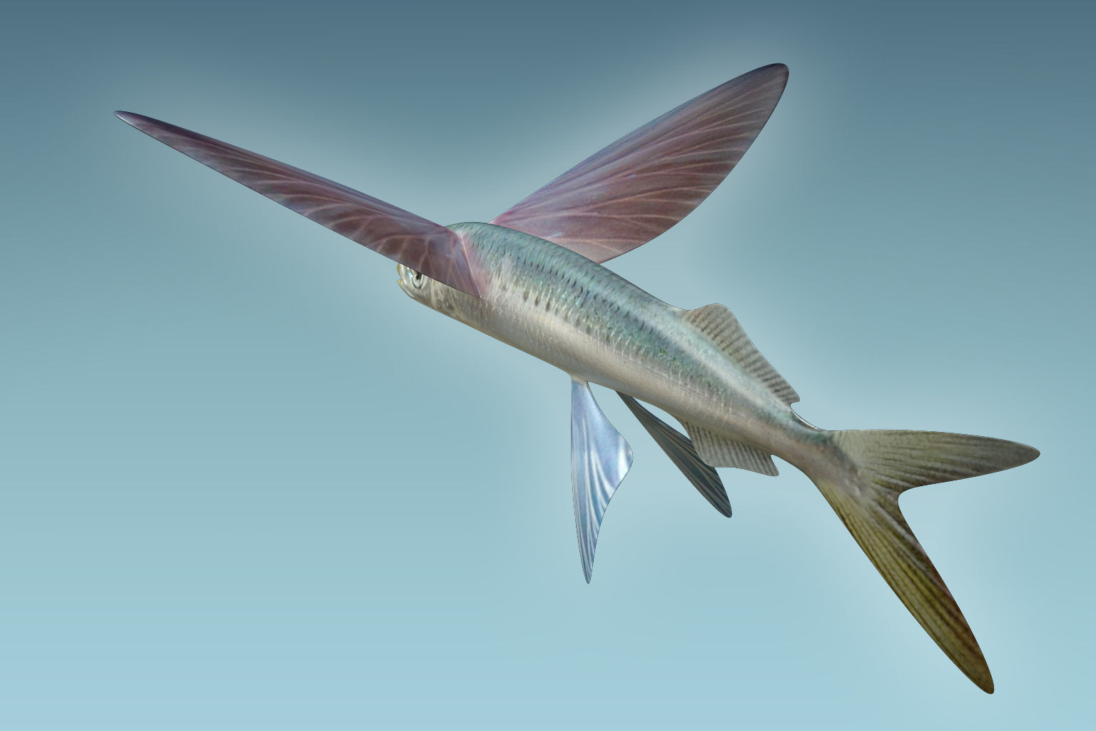 Atlantic Flying Fish 3D model_2