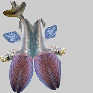 Atlantic Flying Fish 3D model_9