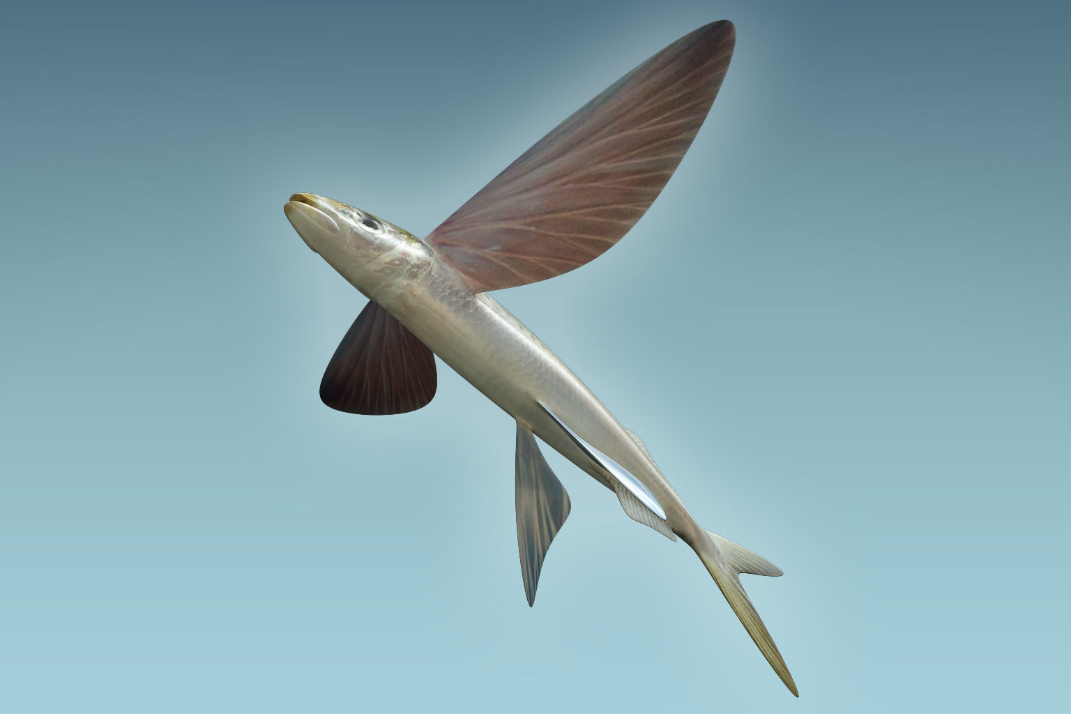 Atlantic Flying Fish 3D model_6